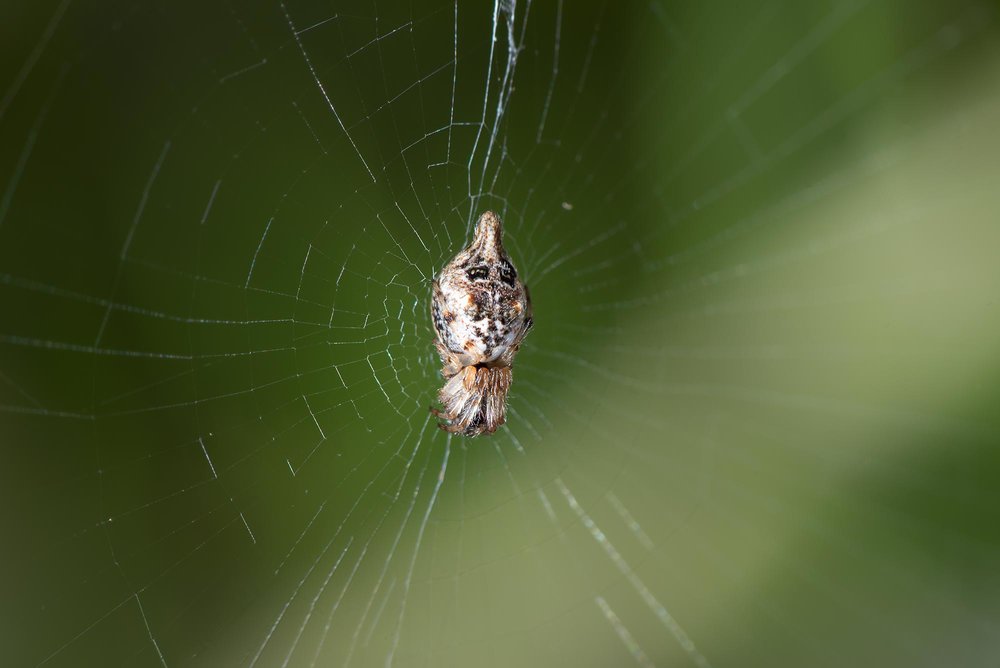 Trashline Orbweaver – Cyclosa sp.