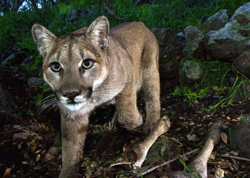 California Mountain Lions Could Get Endangered Species Protection