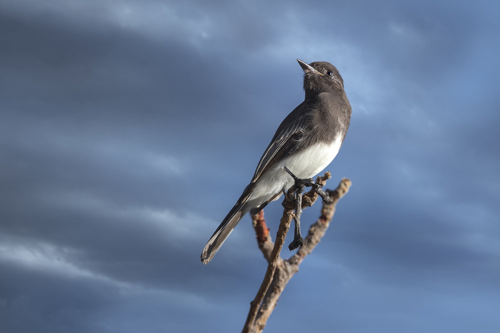 Black Phoebe - Sayornis nigricans
