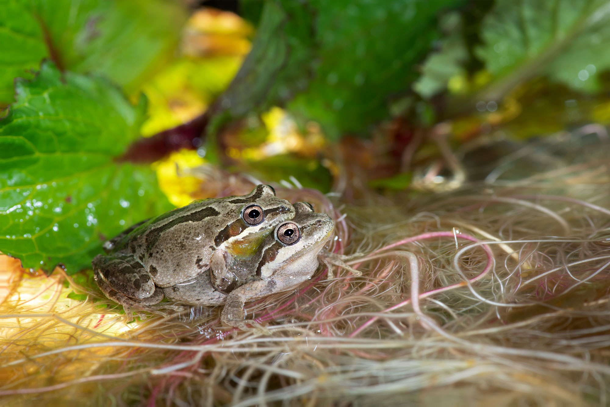 Baja California Tree Frogs Gottlieb Native Garden