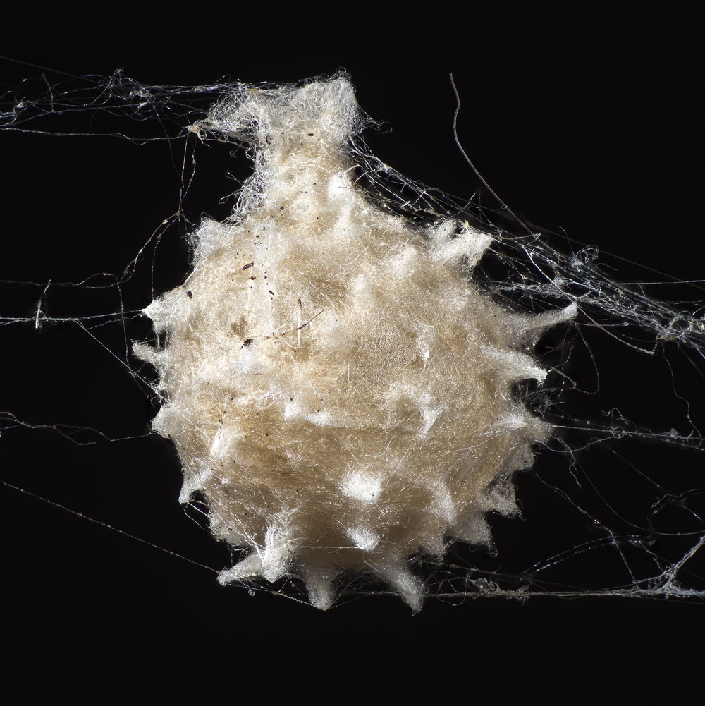 Egg sack
