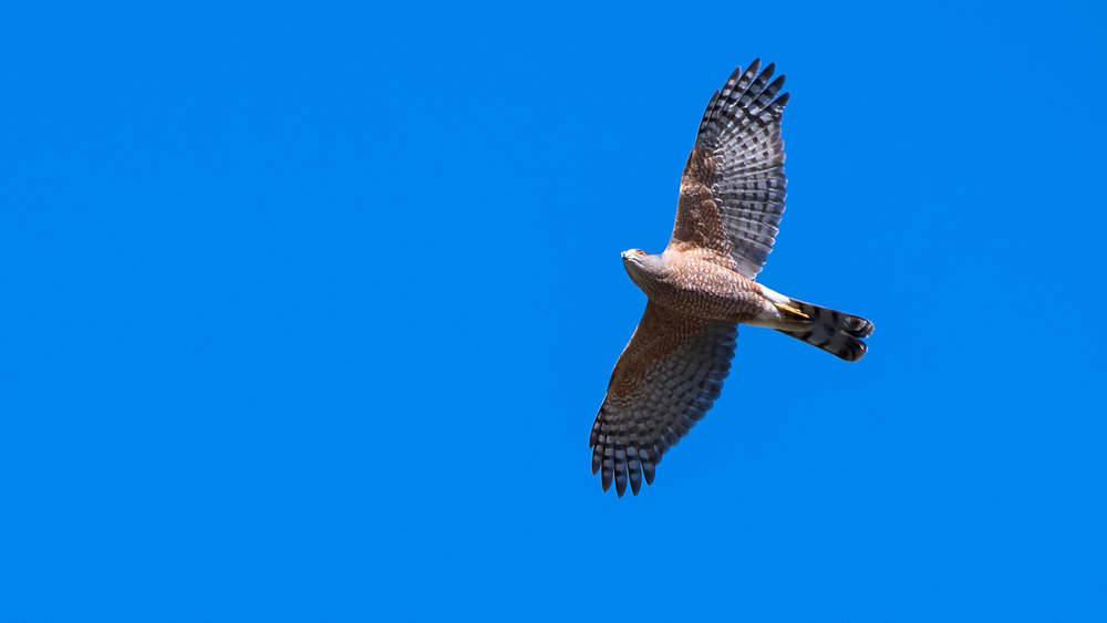 Adult Cooper’s hawk