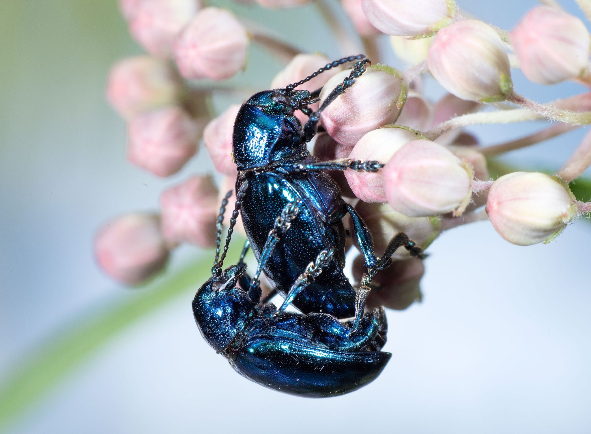 Cobalt Milkweed Beetle Gottlieb Native Garden