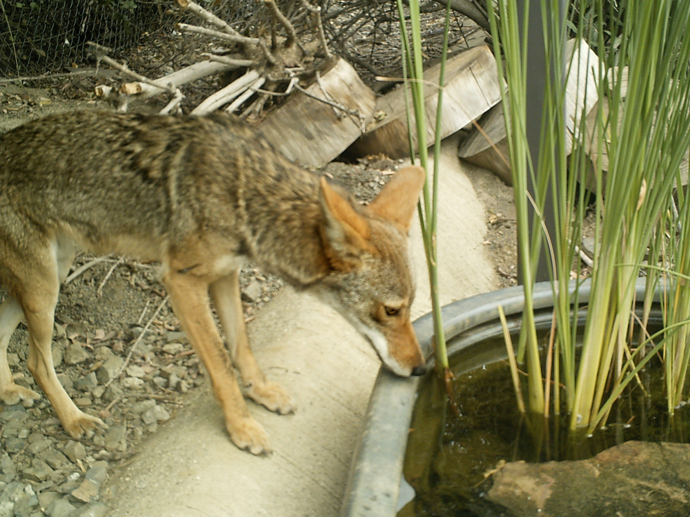 Coyote