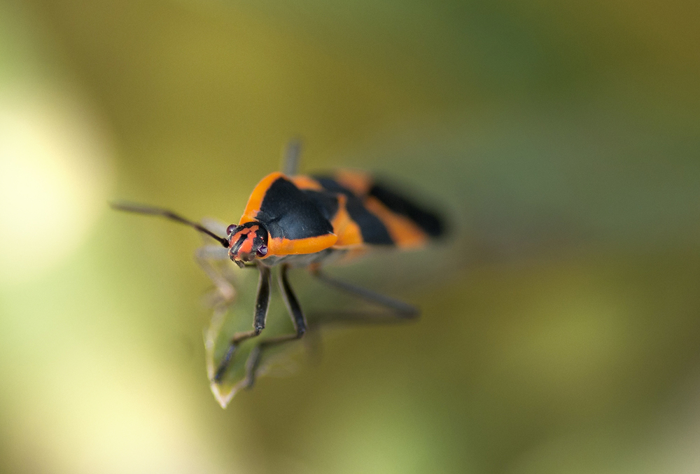 Large Milkweed Bug - Oncopeltus fasciatus