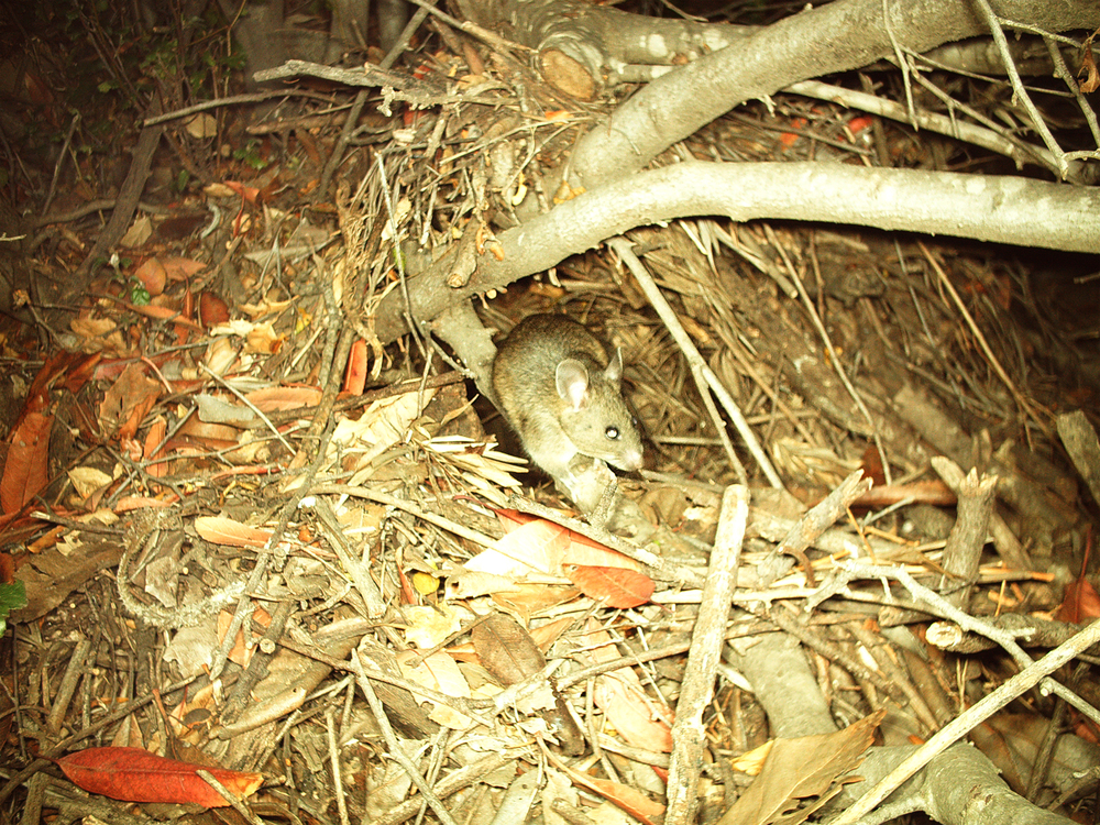 This is the only known GNG woodrat nest.