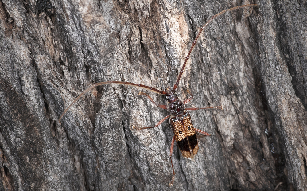 Eucalyptus Longhorned Borer - Phoracantha recurva