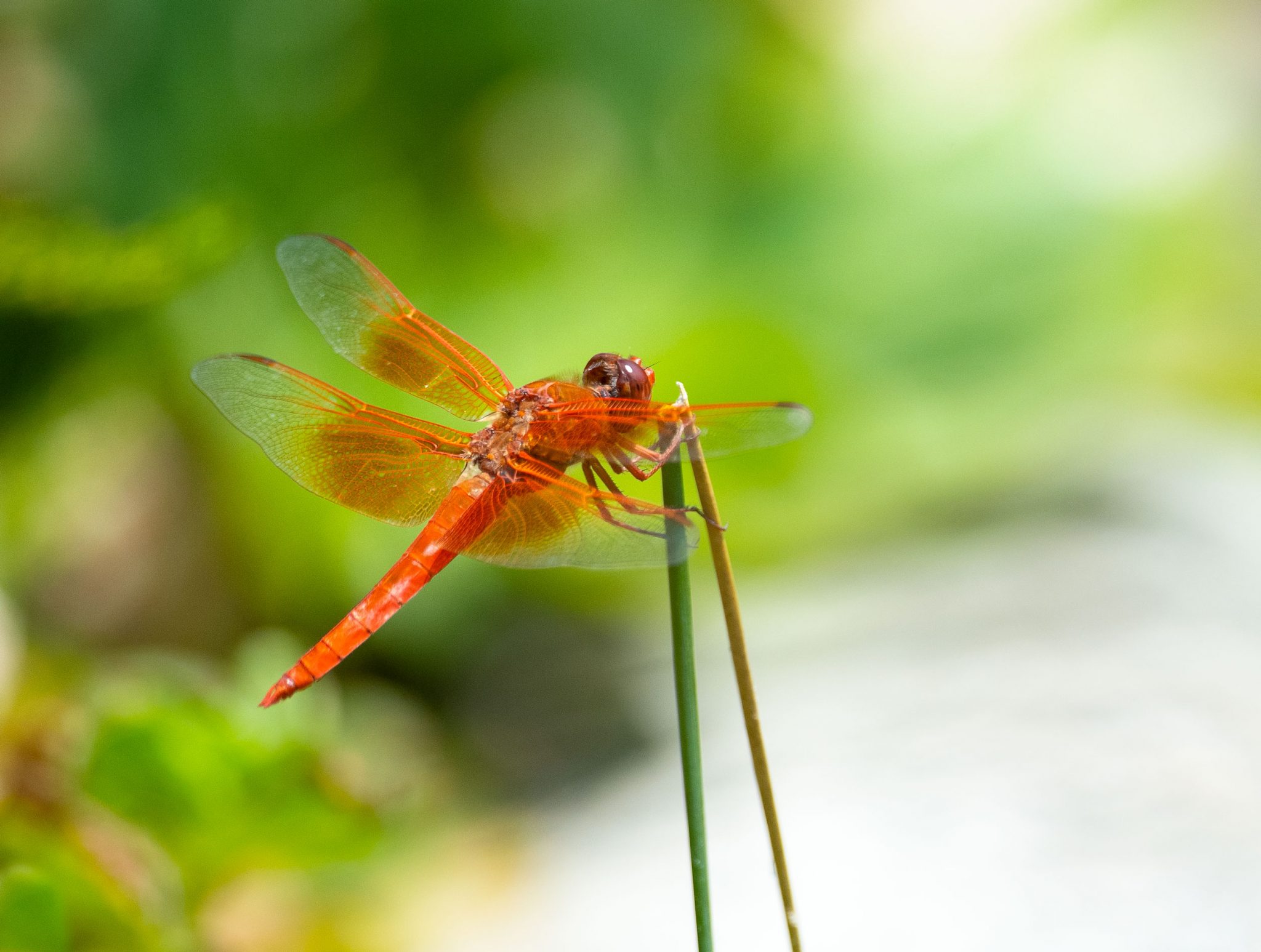 Breeding Flame Skimmers Gottlieb Native Garden