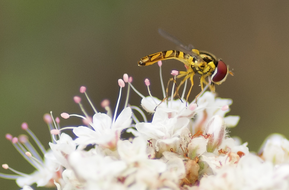 Hoverfly - Allograpta obliqua