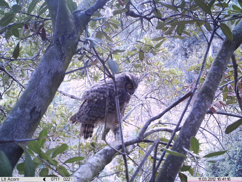 Great Horned Owl