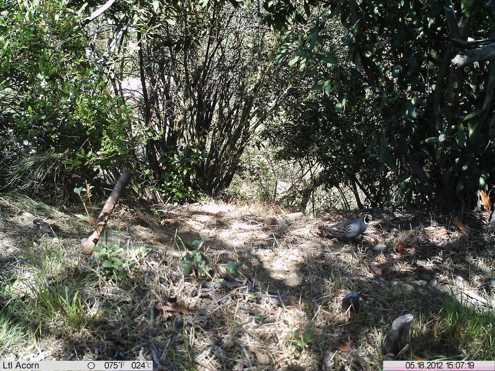 California Quail