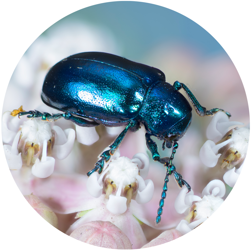 MatilicBeetle MatilicBeetle