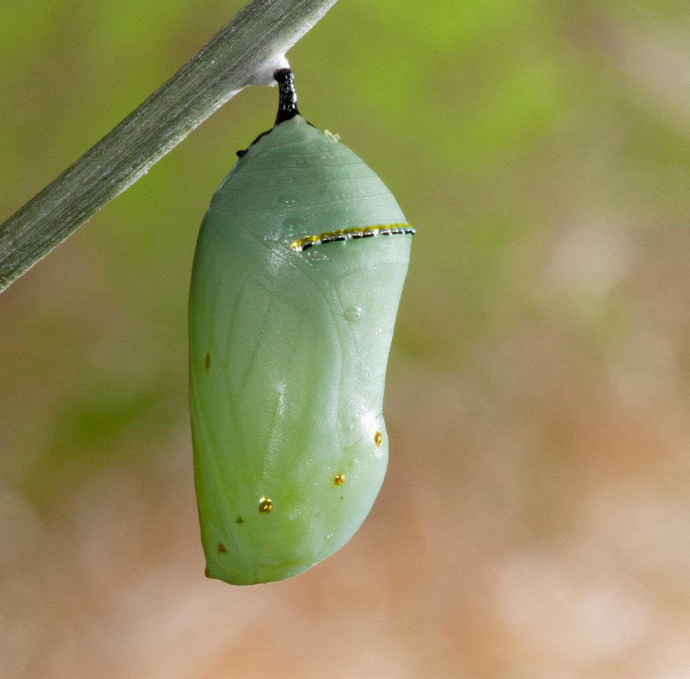 monarchs-are-still-visiting-the-garden-gottlieb-native-garden