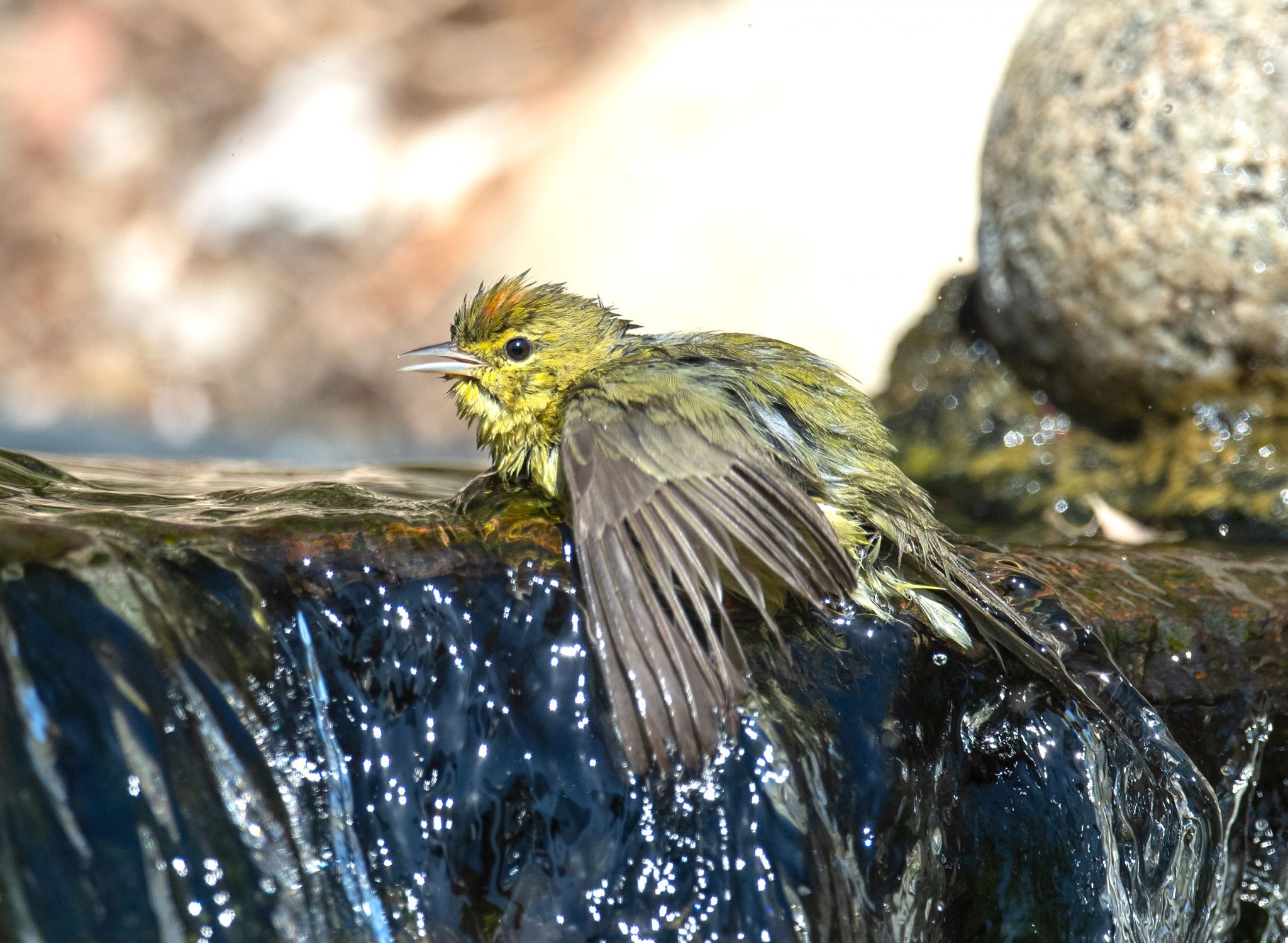 An Orange-crowned Warbler’s Orange Crown - Gottlieb Native Garden