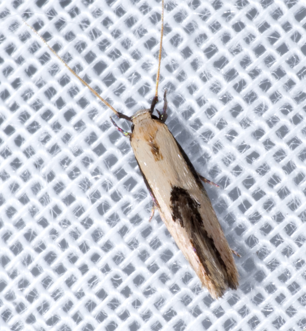 Opogona new species - Opogona n-sp