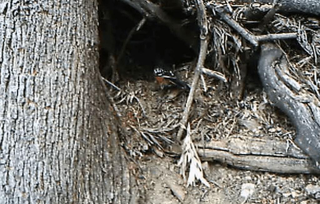 A Single Wood Rat Tunnel Gottlieb Native Garden