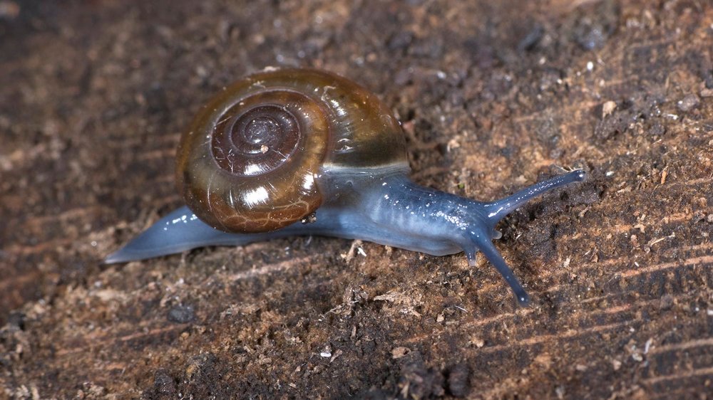 Nonnative Glass Snail Gottlieb Native Garden