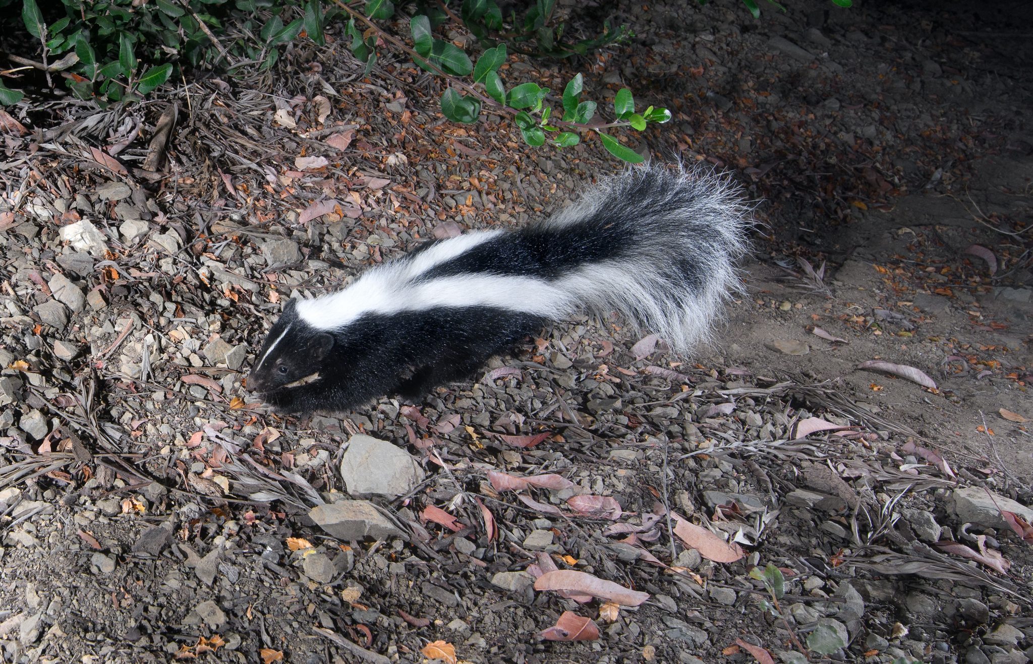 Striped Skunks on Block Wall Trail - Gottlieb Native Garden