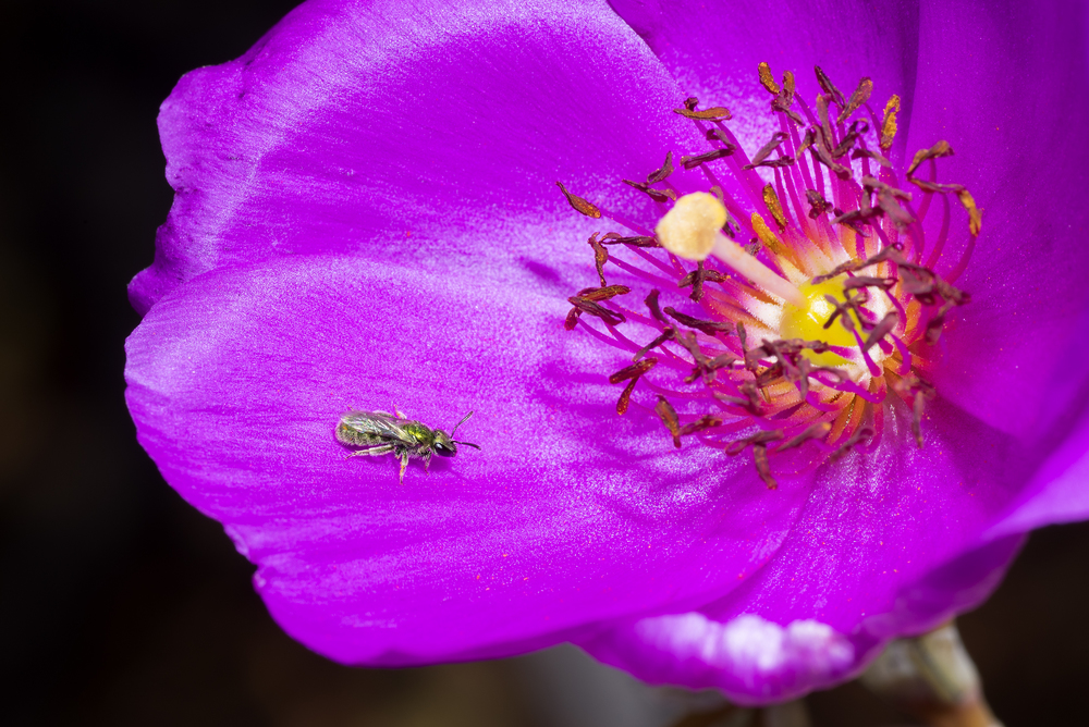 Halictus tripartitus ♂ on Calandrinia grandiflora.