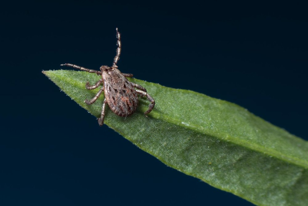 Pacific Coast Tick - Dermacentor occidentalis ♂