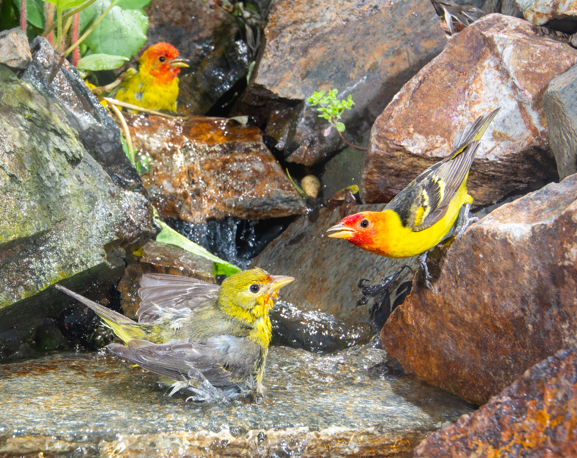 Western Tanager Migration - Gottlieb Native Garden