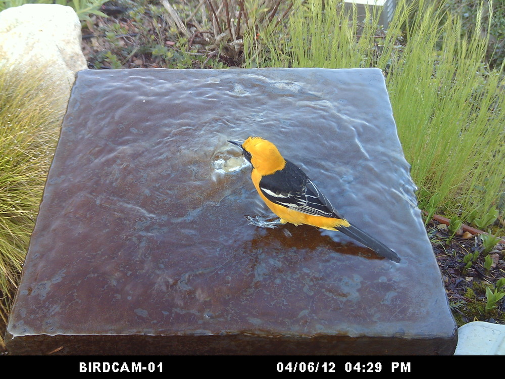 Hooded Oriole