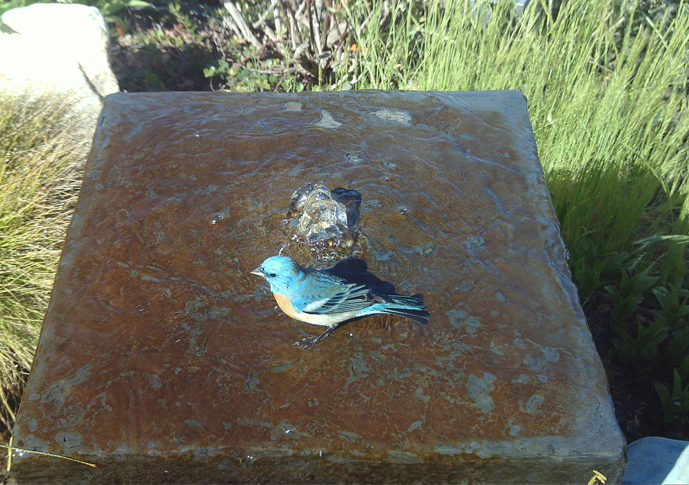 Western Bluebird