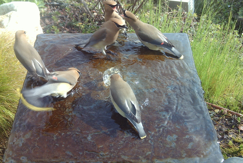 Cedar Waxwings