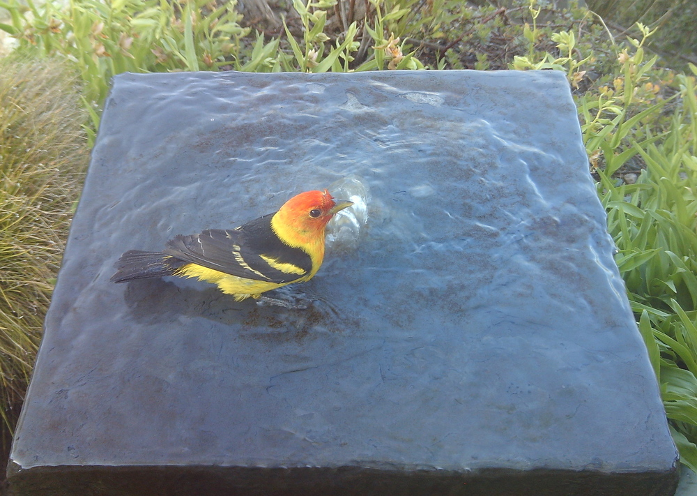 Western Tanager
