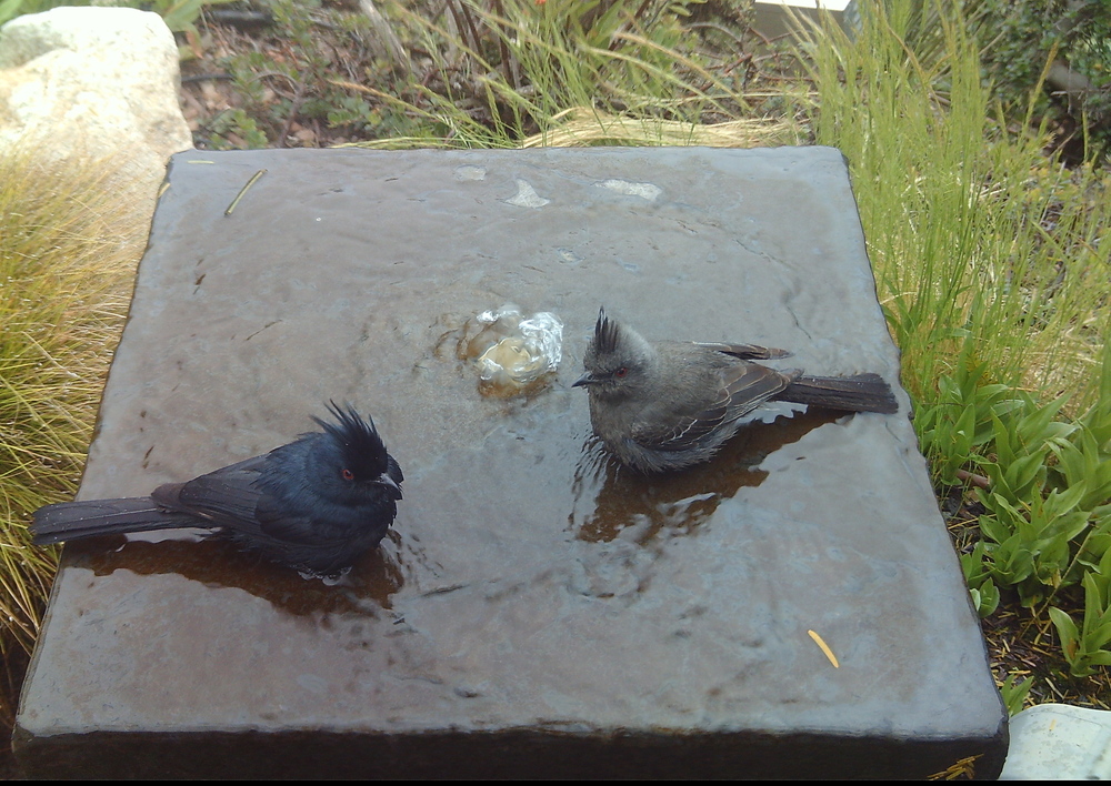 Phainopepla mating pair