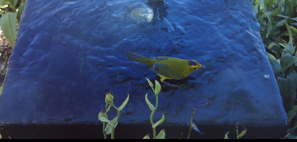 Wilson's Warbler