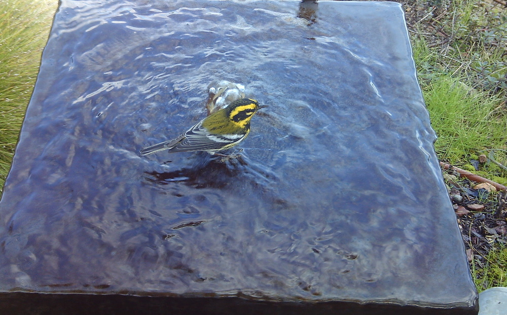 Townsend's Warbler