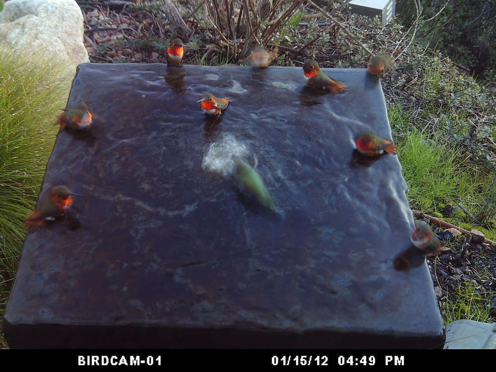 Allen Hummingbirds