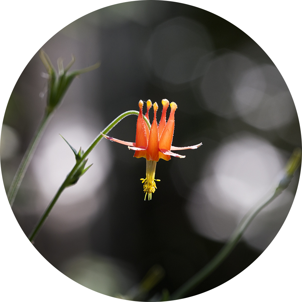 gottlieb-native-garden-flora-catalog-feature