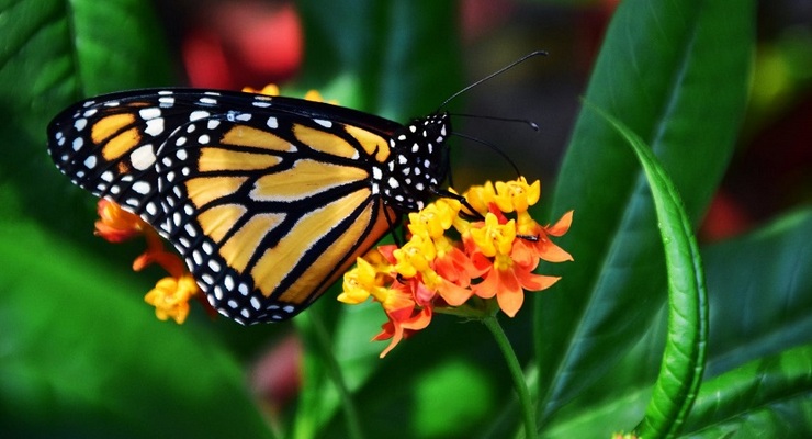 Learn How To Attract Monarch Butterflies With Native Plants Gottlieb Native Garden