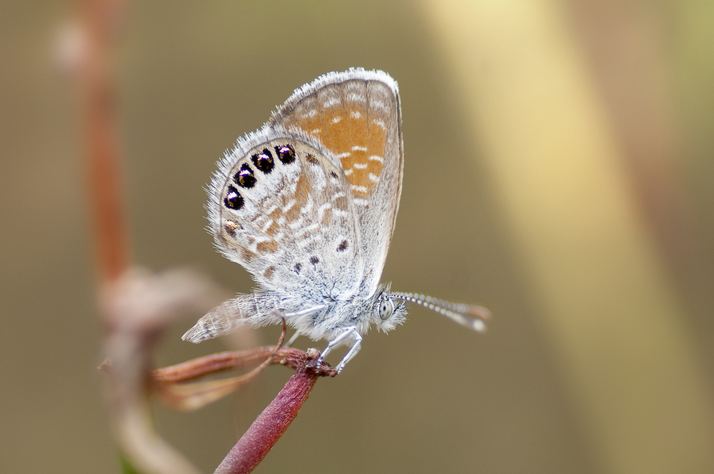Western Pygmy Blue - Brephidium exilis
