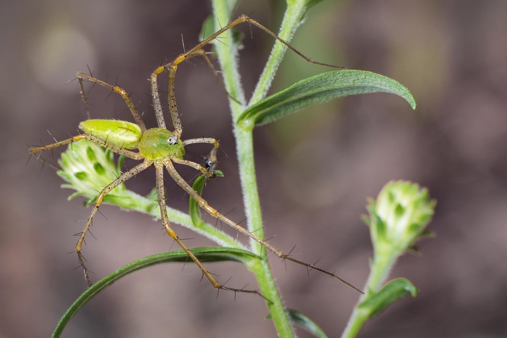 Green Lynx Spider - Peucetia viridans