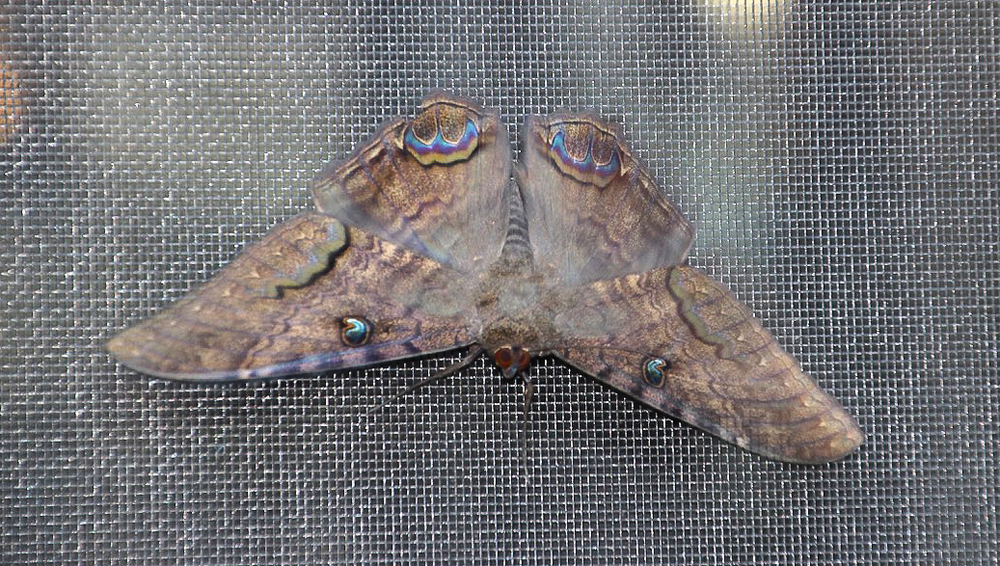 Black Witch - Ascalapha odorata ♂