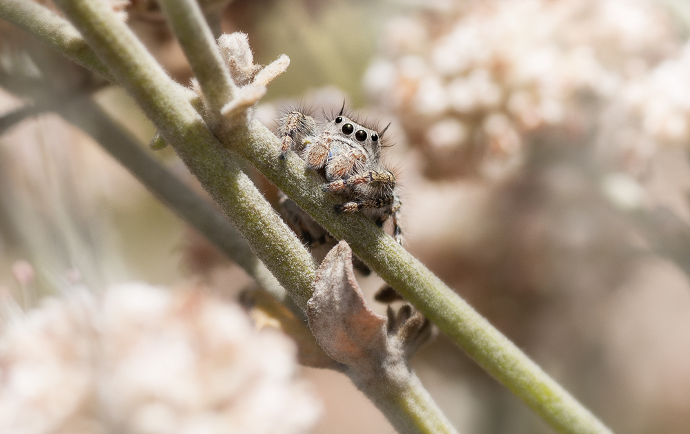 Jumping Spider - Phidippus californicus