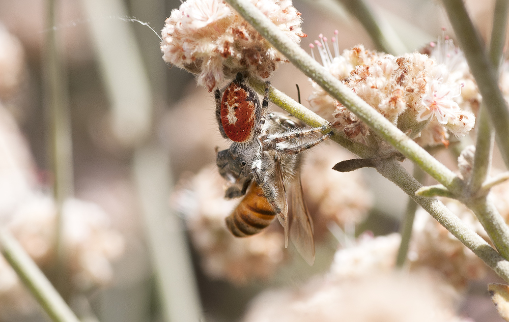 Jumping Spider - Phidippus californicus with captured European Honey Bee