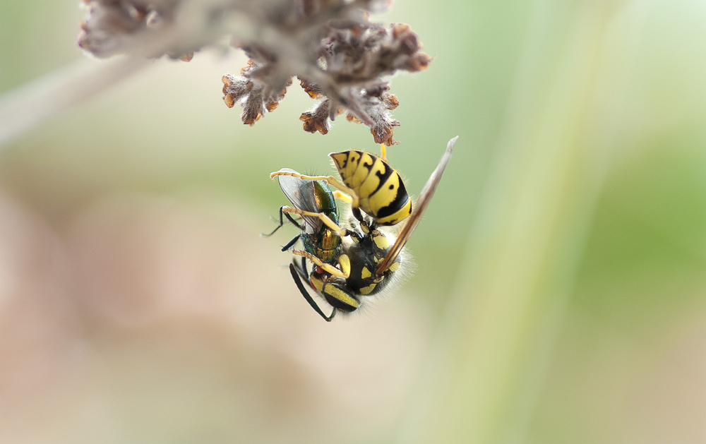 Yellow Jacket - Vespula pensylvanica grasping a Green Bottle Fly - Lucilia sericata