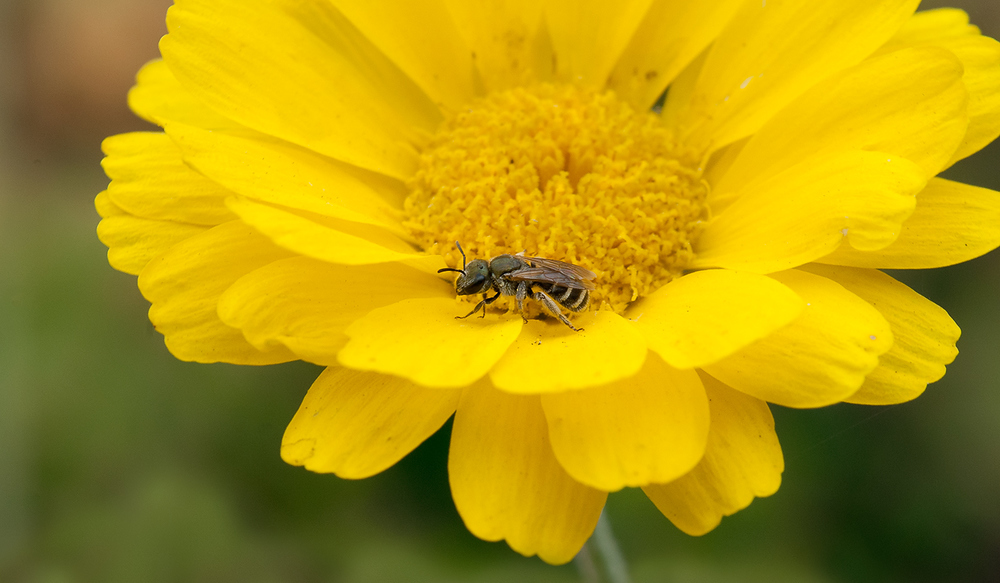 Sweat Bee - Halictus tripartitus