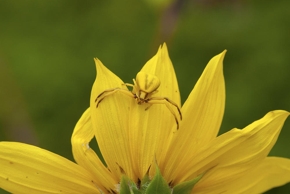 Whitebanded Crab Spider - Misumenoides formosipes ♀