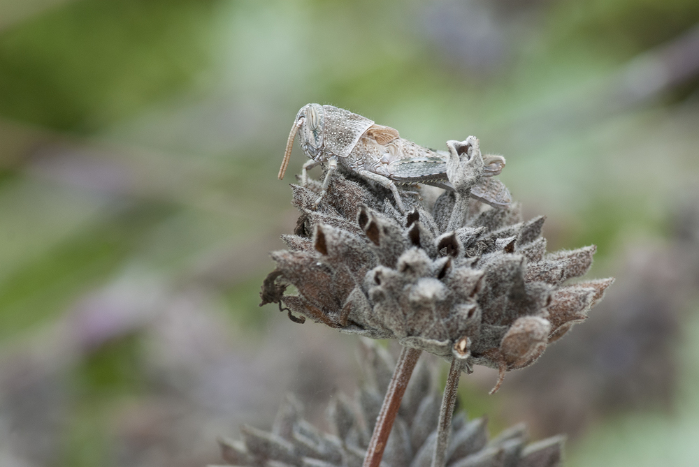 Pallid-winged Grasshopper - Trimerotropis pallidipennis