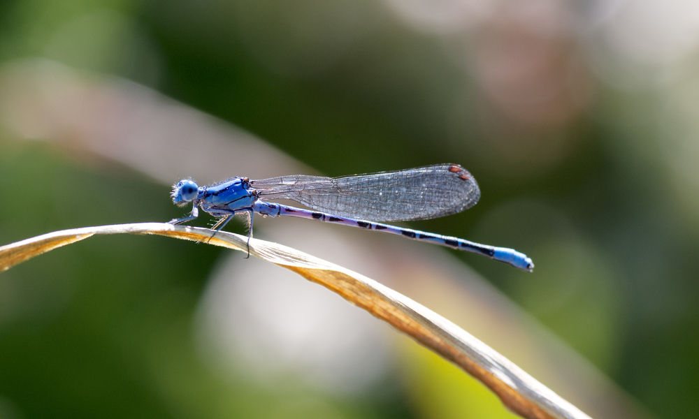 Vivid Dancer - Argia vivida ♂