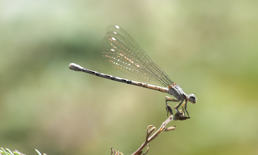 Vivid Dancer - Argia vivida ♀