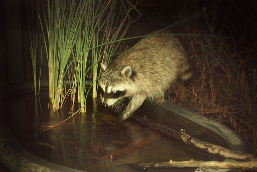 Northern Raccoon – 1:16 am