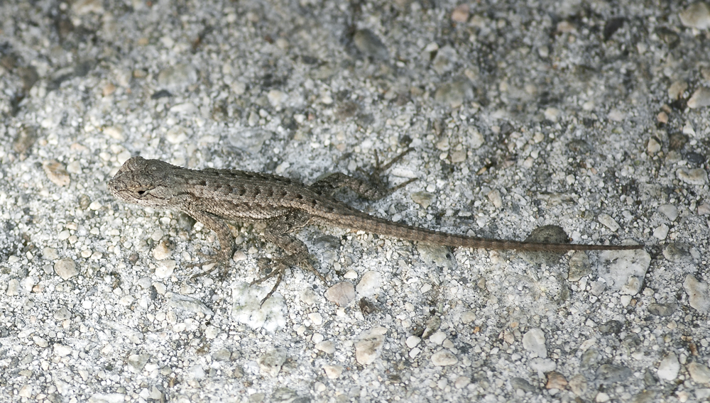 Juvenile Coast Range Fence Lizard