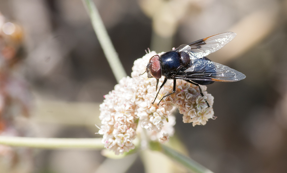 Mexican Cactus Fly - Copestylum mexicanum