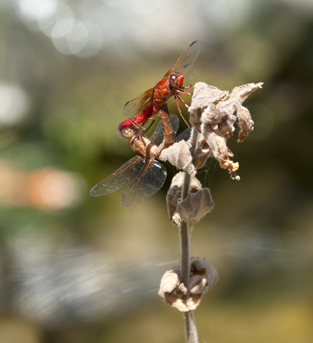 Mating Neon Skimmer - Libellula croceipennis - male is above, female below.